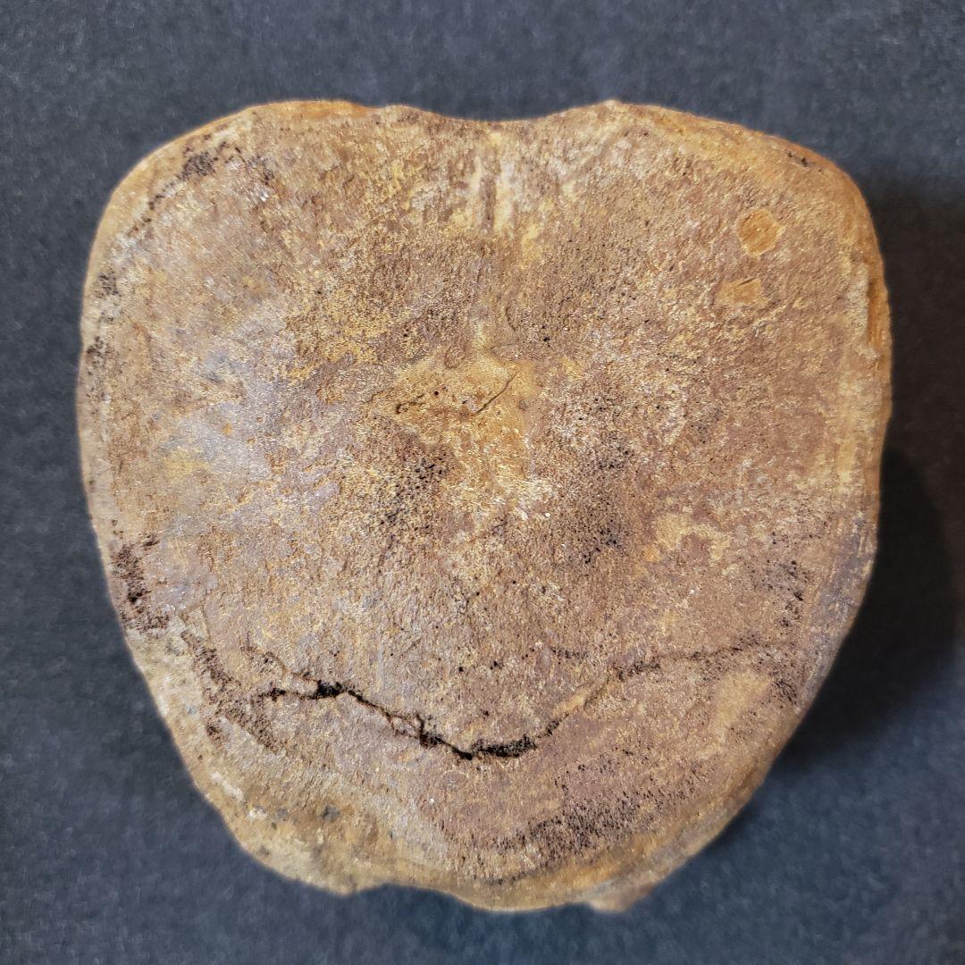 ハドロサウルス　脊髄化石