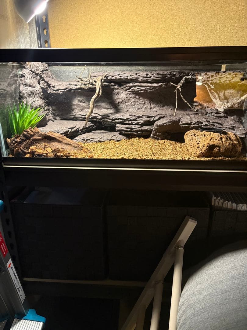 ガラス飼育ケージ レオパードゲッコー用