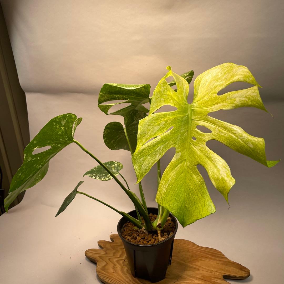 ち*か様 L030 大株　ホワイトモンスター 天津蘭 モンステラ斑入り　デリシオ