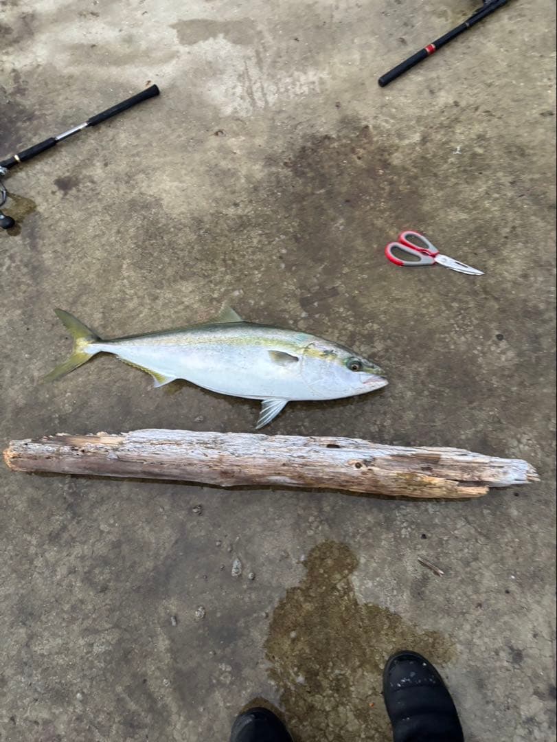 ジャックアイ　マキマキ　マキノミー　18個