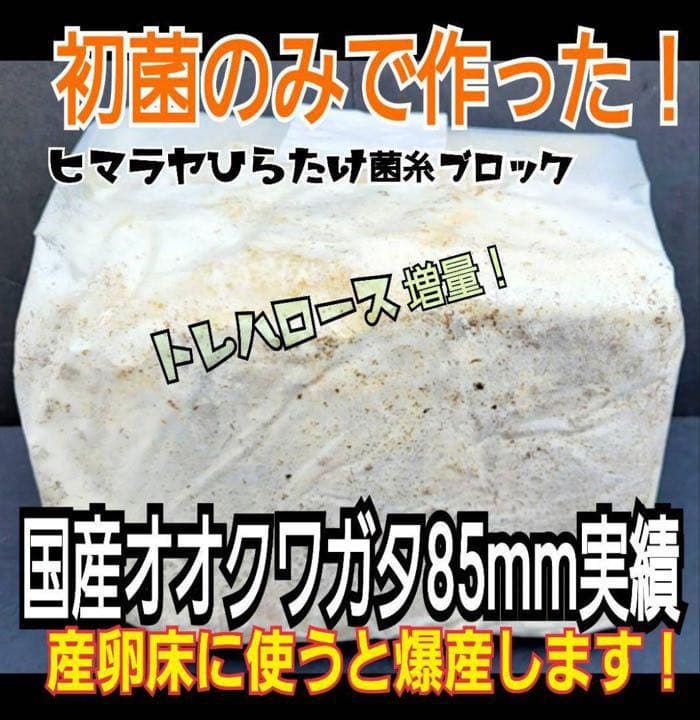 極上！ヒマラヤひらたけ菌糸ブロック【5個】トレハロース強化配合！オオクワに抜群！
