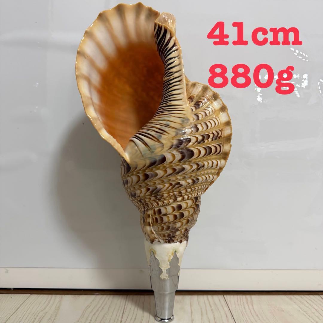 値下げしました！ 特大法螺貝‼️ ほら貝 ホラガイ 41cm
