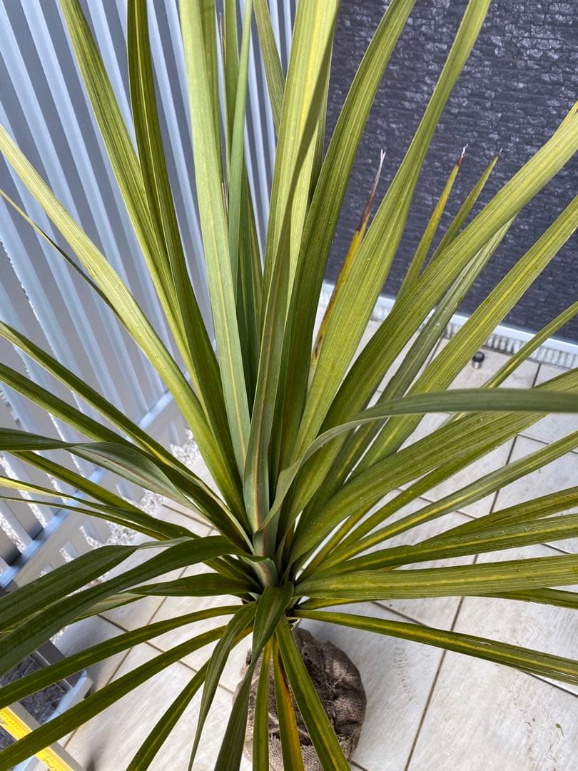 ニオイシュロラン　 コルジリネ・オーストラリス　ドラセナ