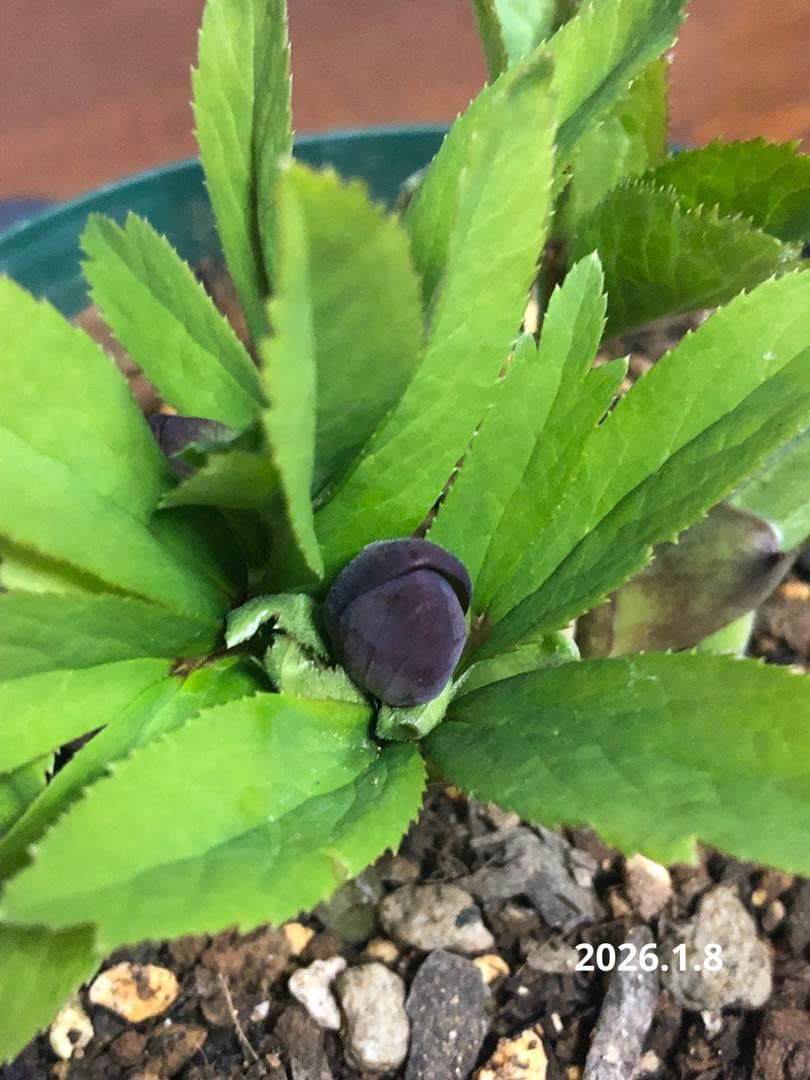 クリスマスローズ　原種　クロアチクス②