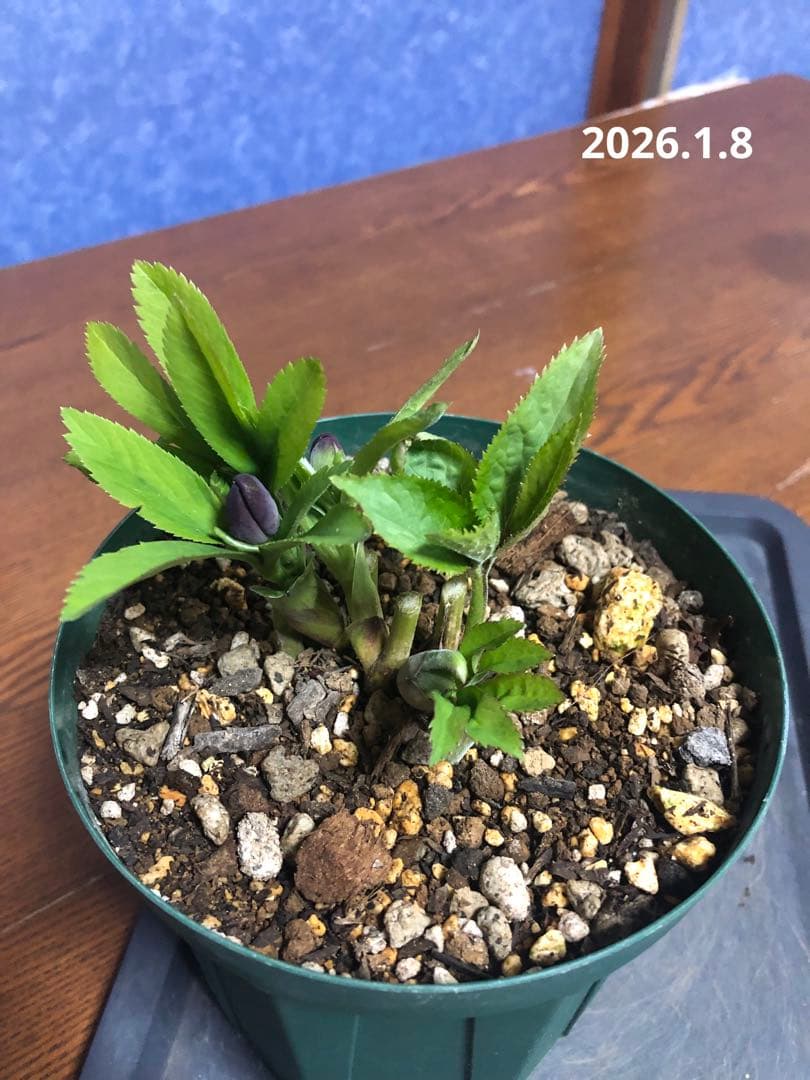 クリスマスローズ　原種　クロアチクス②