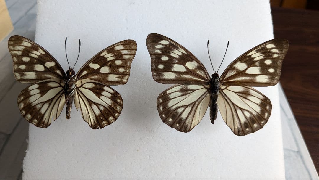 北海道・札幌産　ゴマダラチョウ　ペア