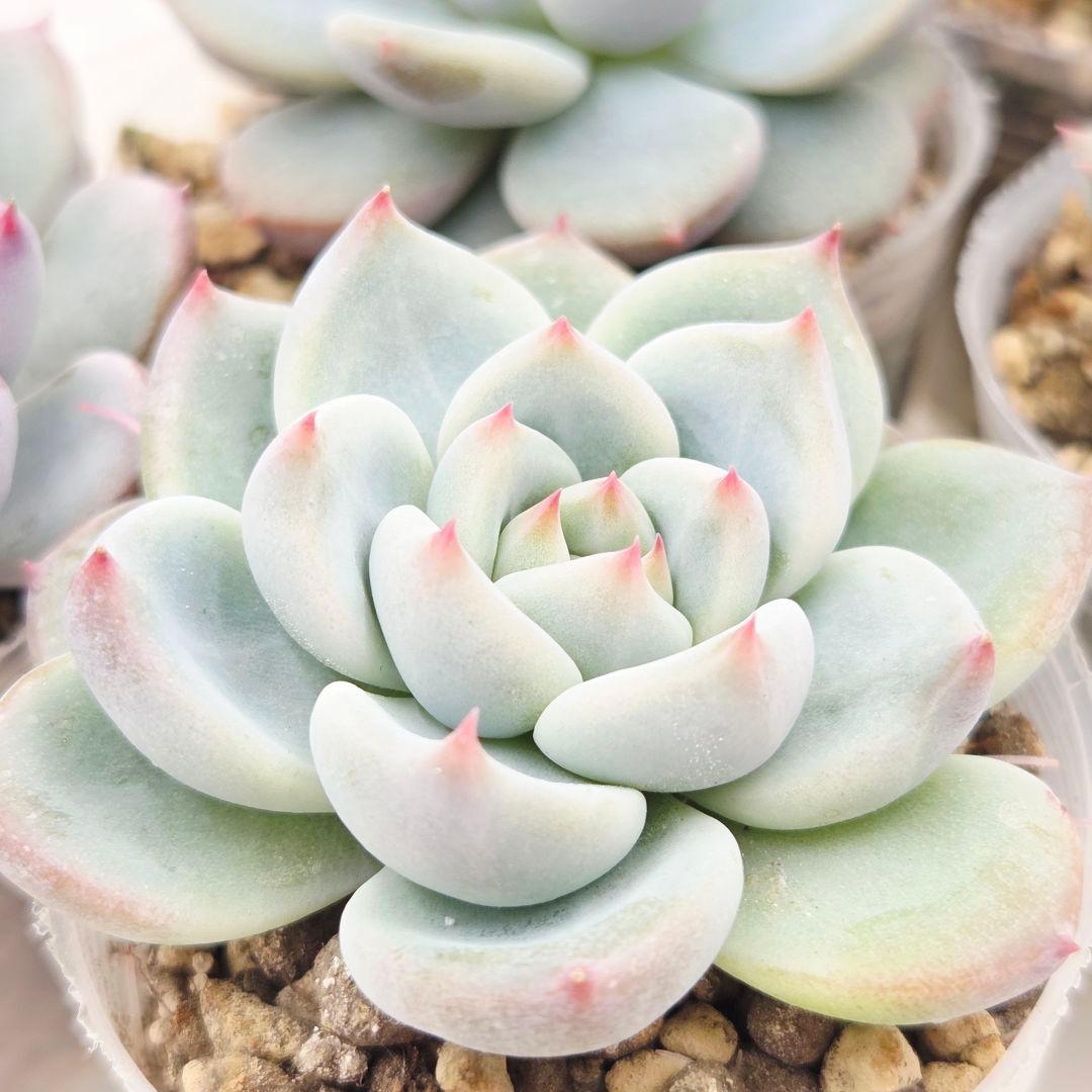 ひかる様 5苗 メルカリ便送料込