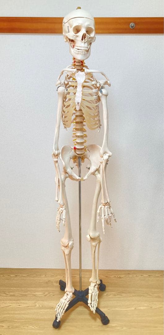 ☆レア 全身人体模型 骨格標本 約180cm 可動式 キャスター付き 医学 教材