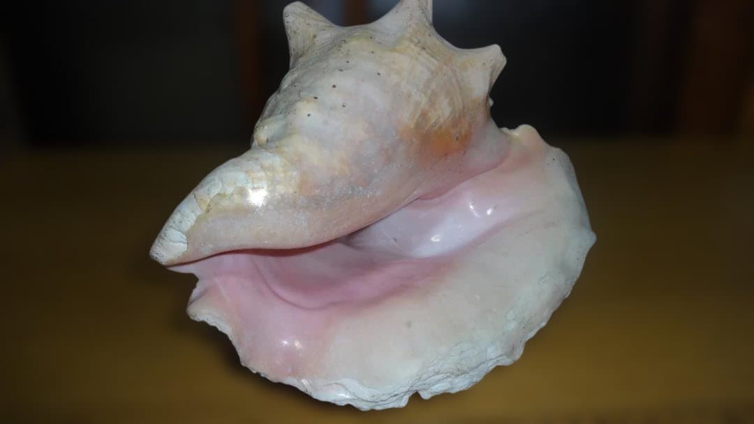コンク貝（ピンク貝）