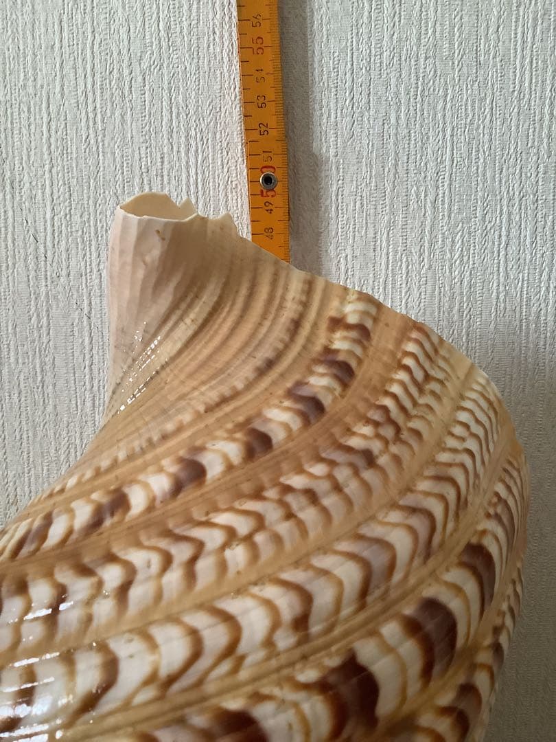 ヤフメリ27・法螺貝・山伏・修験者・戦国武将・縁起物・熊避・グレートトラバース