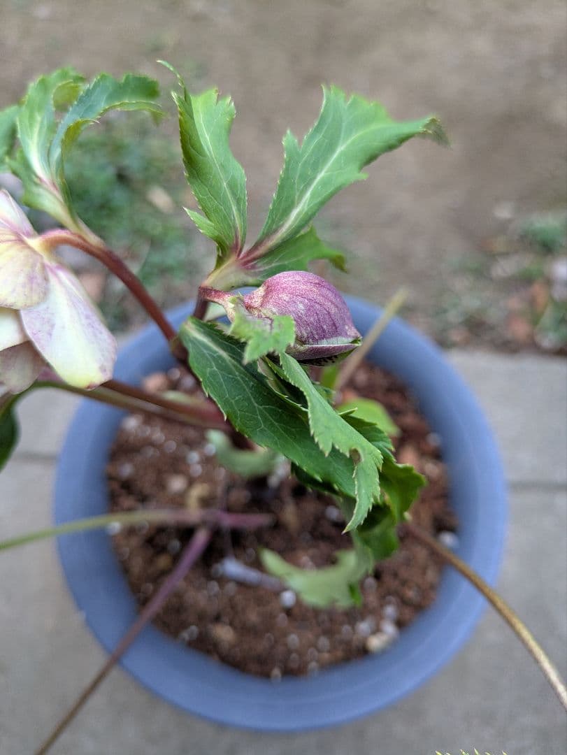 クリスマスローズ　ダブル　グリーンブロッチ　平咲き〈広瀬園芸〉