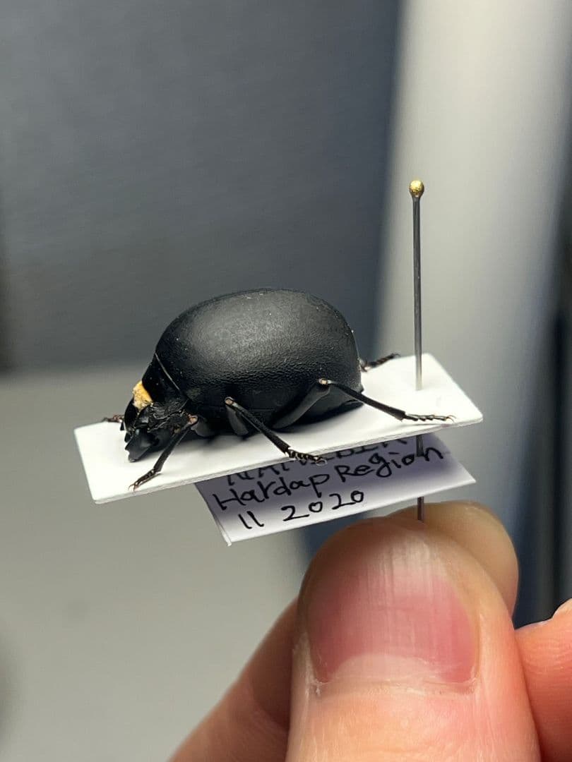 【19mm】マエガミパッツンゴミムシダマシ とんでもない甲虫 昆虫標本バケモノ