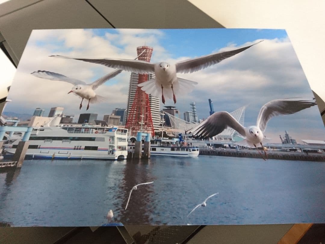 みなと神戸に咲く華 「ユリカモメ」 A3サイズ光沢写真横  写真のみ  送料無料