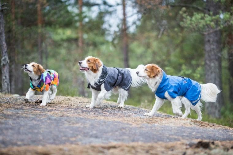 ポムッパ　ペルス　ペトロール　サイズ65