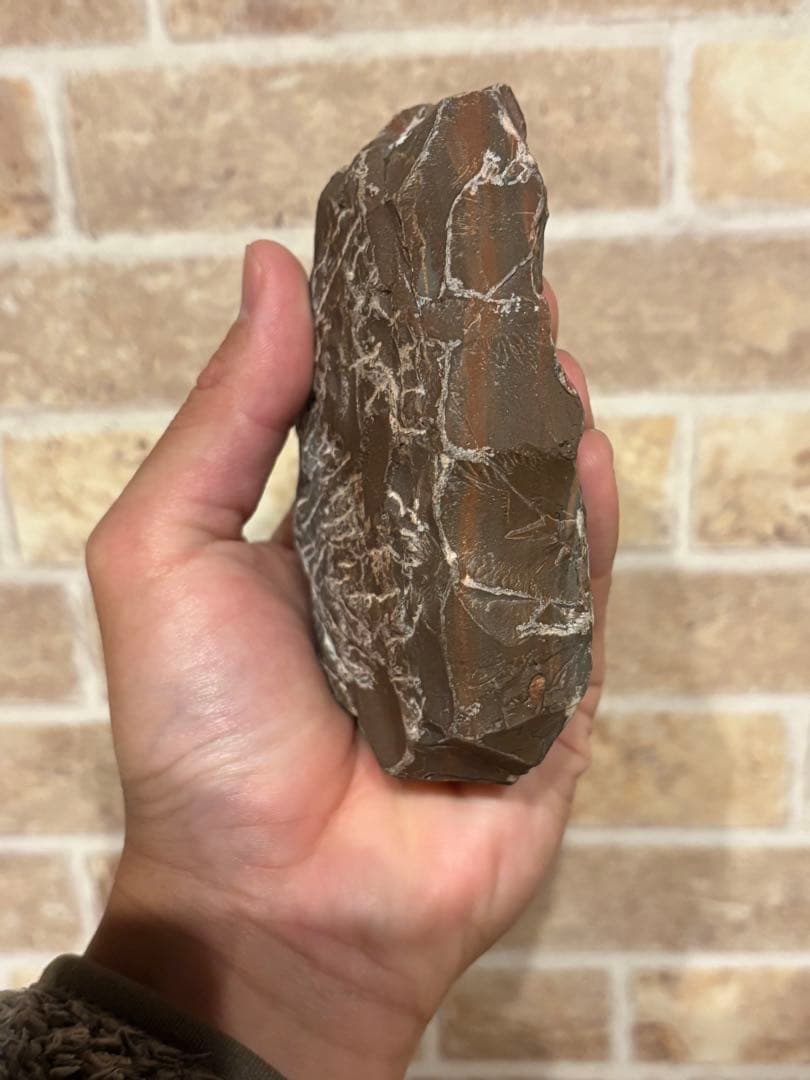 アカンソピゲ　2体　化石　三葉虫