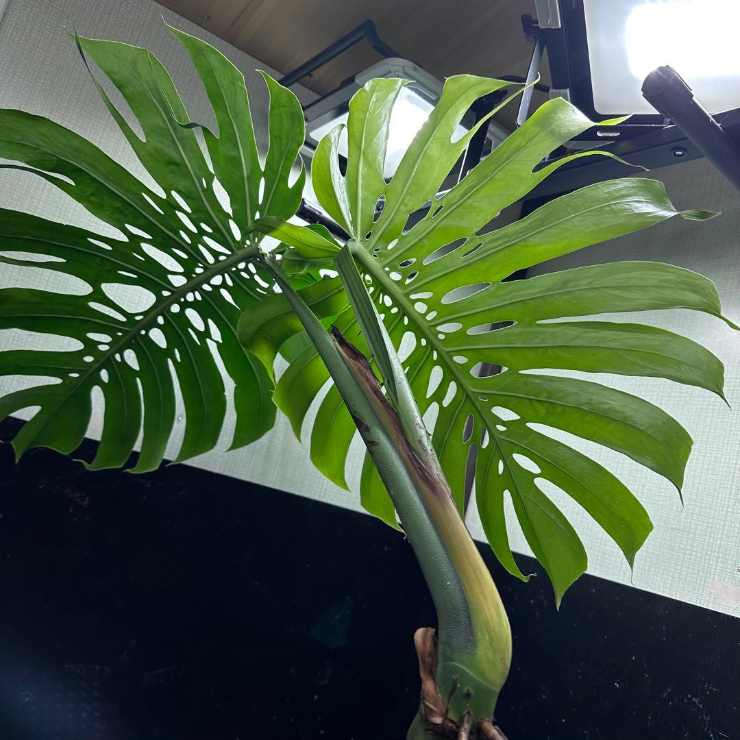 江*君様 モンステラデリシオーサマクロコズム超希少系統鉢植え