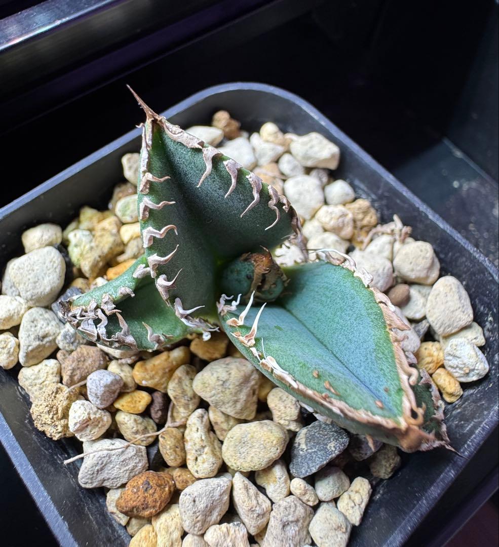 アガベ オテロイ　shihao 星空