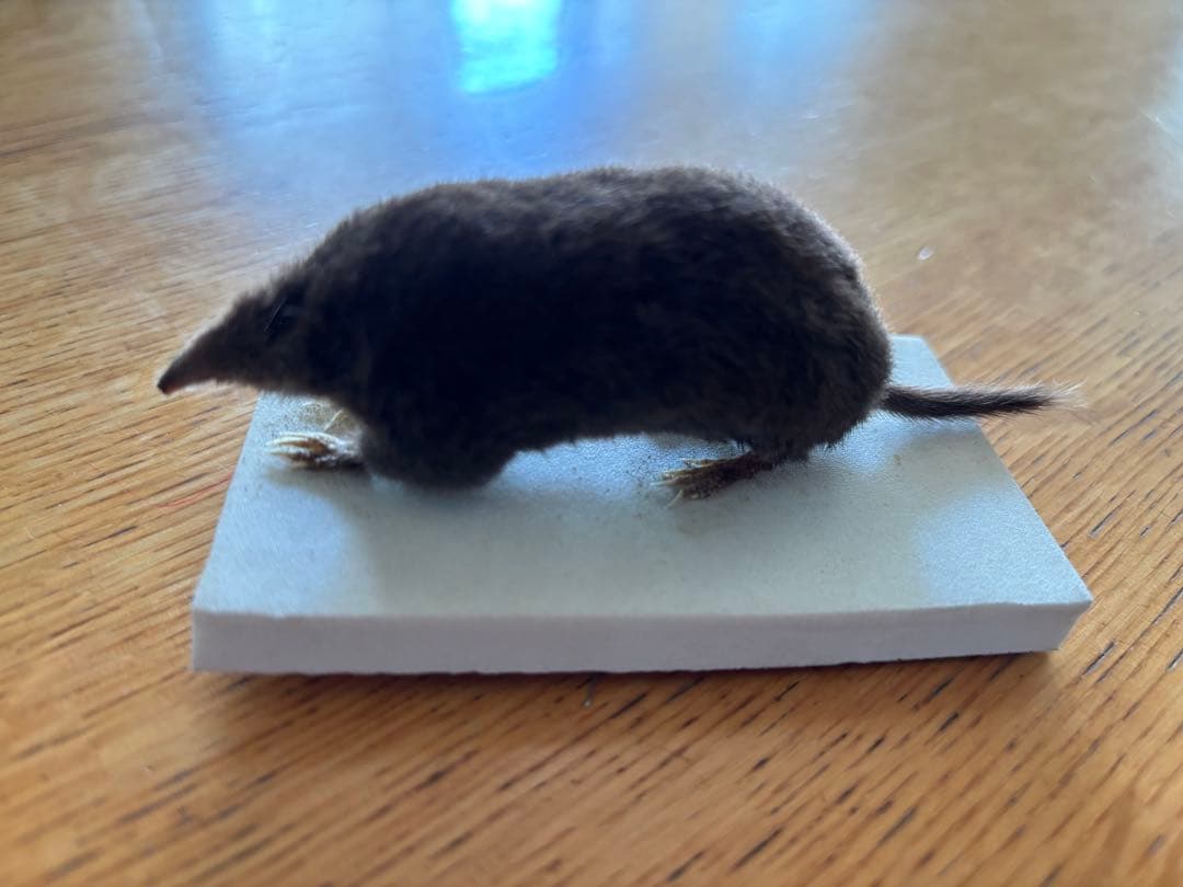 【モグラさま専用】ヒミズ　骨格標本頭骨と剥製