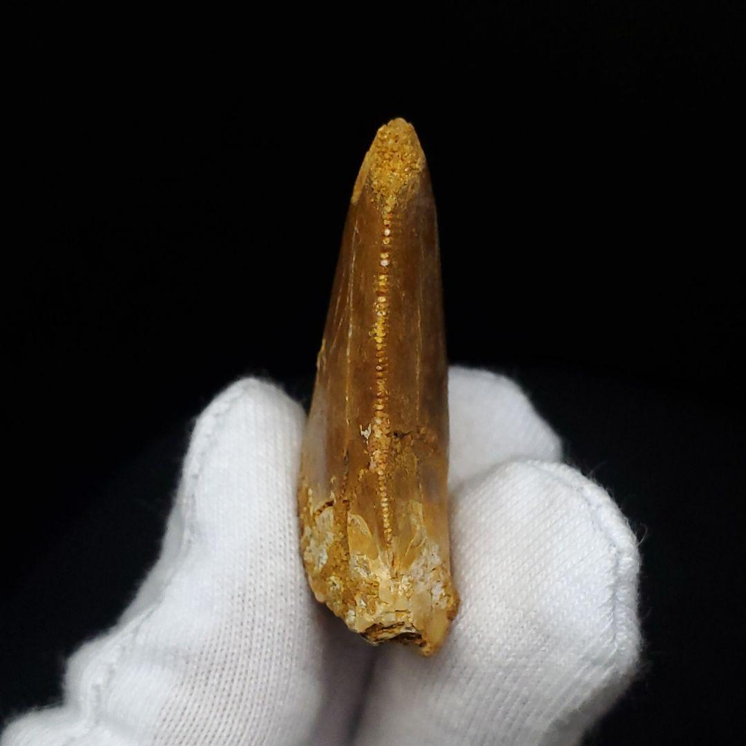 カルカロドントサウルス 歯 化石 本物 モロッコ産 35.56mm fca13