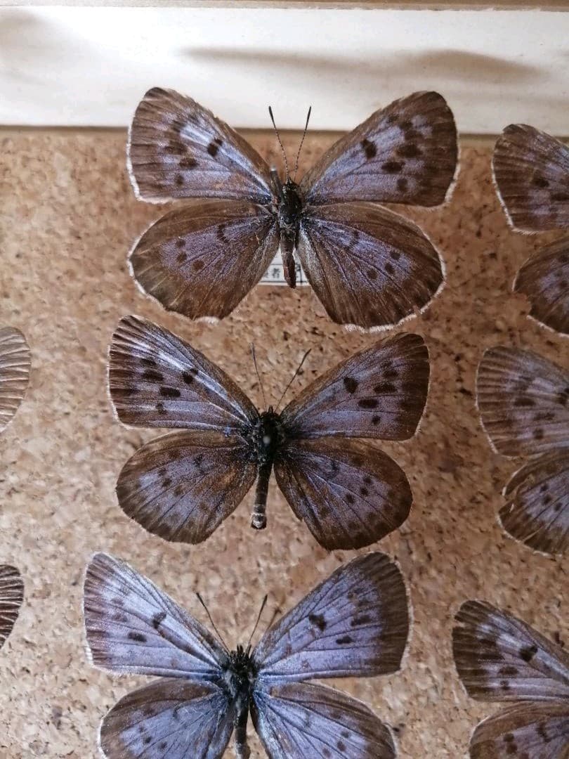 オオゴマシジミ　北海道 月形町産