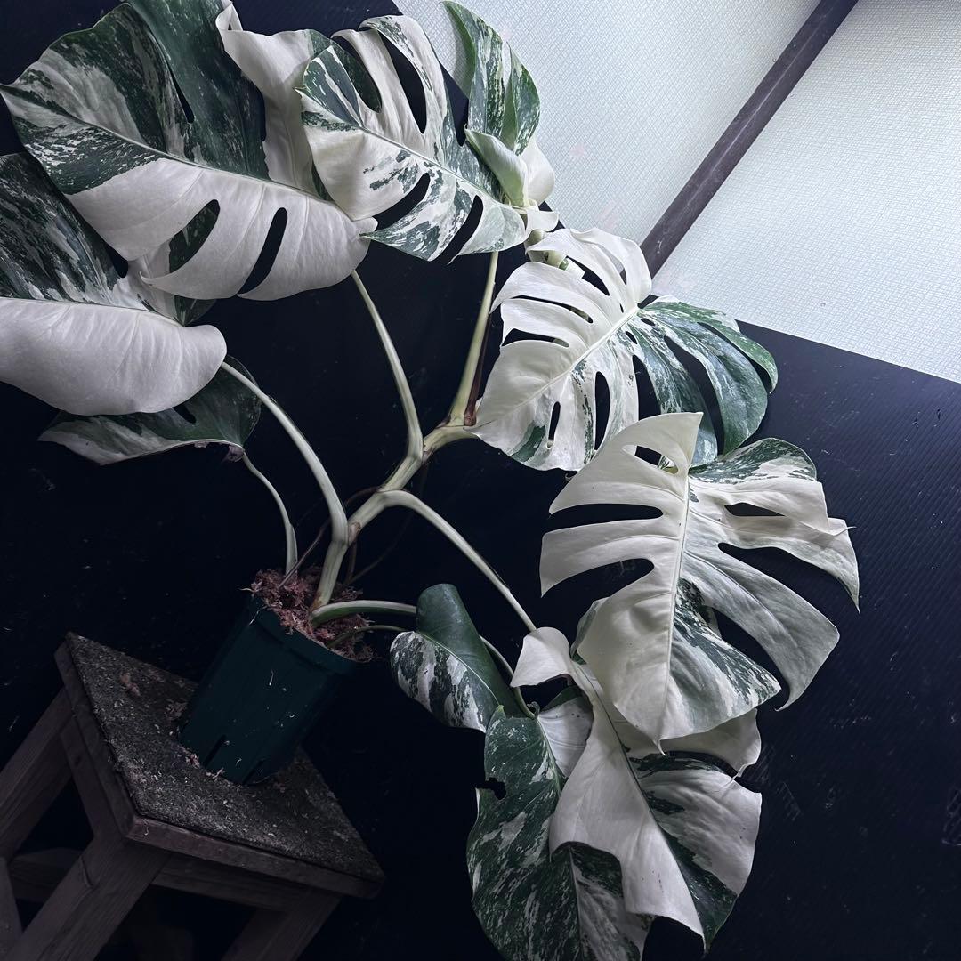 d*0様 斑入りモンステラ ホワイトタイガー極美大株69cm白斑多