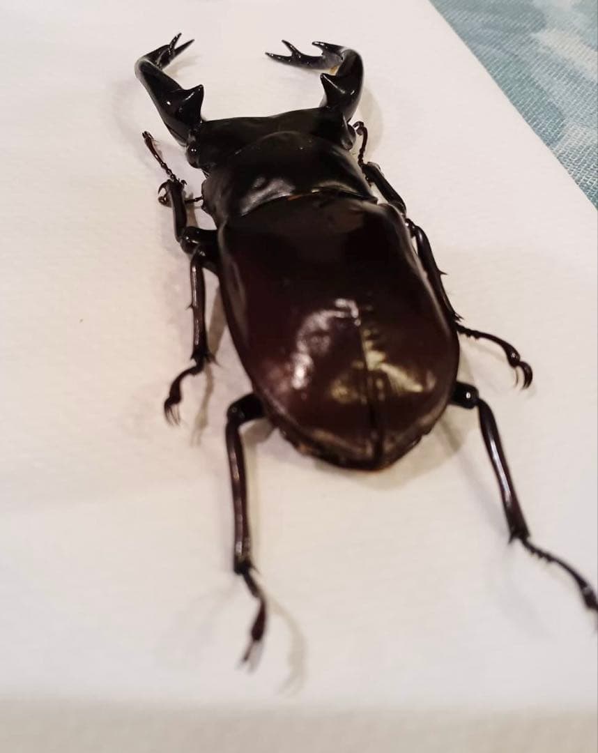 ウエストウッディオオシカクワガタ 原名亜種 オス標本