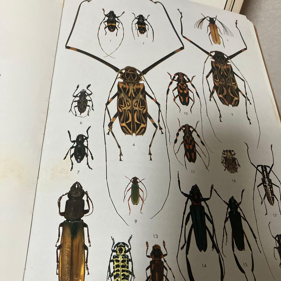 世界の昆虫1〜6図鑑