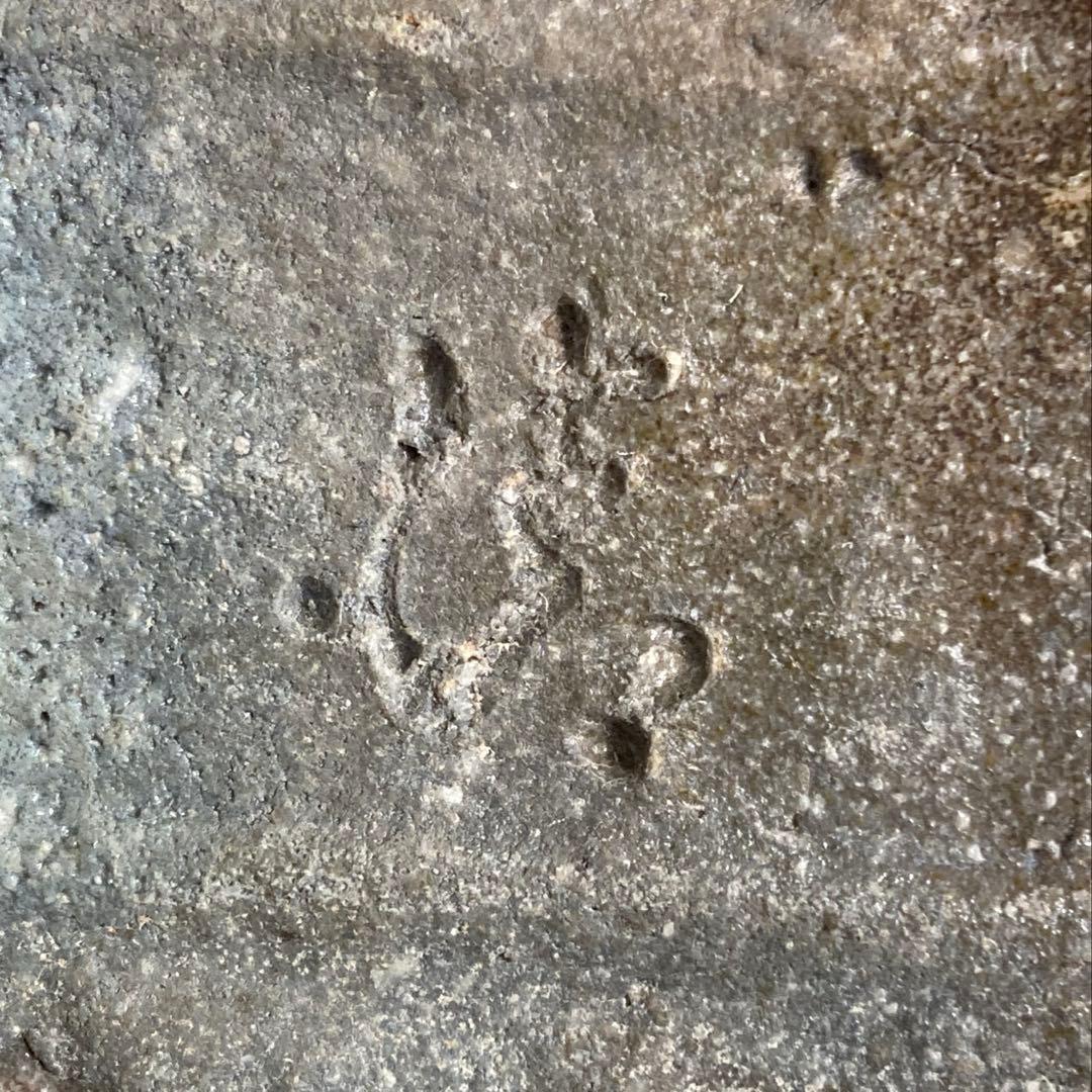 信楽焼 伊賀焼 谷清右衛門造 伊賀花入 耳付花入 花器 茶道具 共箱 共布