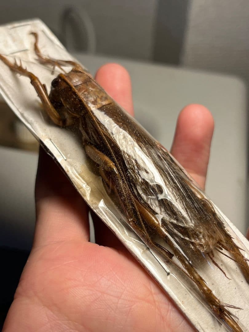 【73mm♂】リオック Sia ferox コロギス昆虫標本デュビアタランチュラ