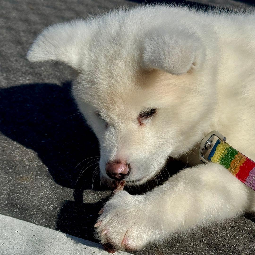 送料込み‼️鹿あばらジャーキー1kg（100g×10袋）中小型犬向けサイズ