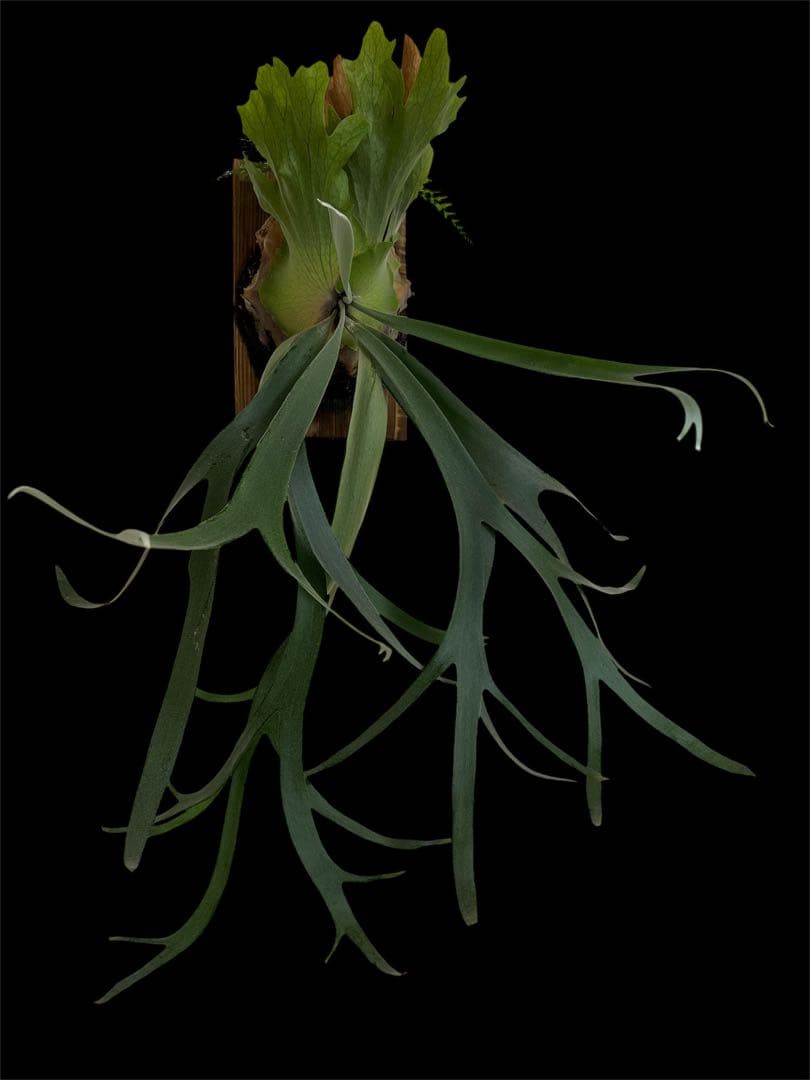 ビカクシダ willinckii Mix Smurf/Moonlight/Nang Nual