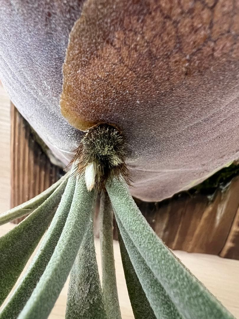 ビカクシダ willinckii Mix Smurf/Moonlight/Nang Nual