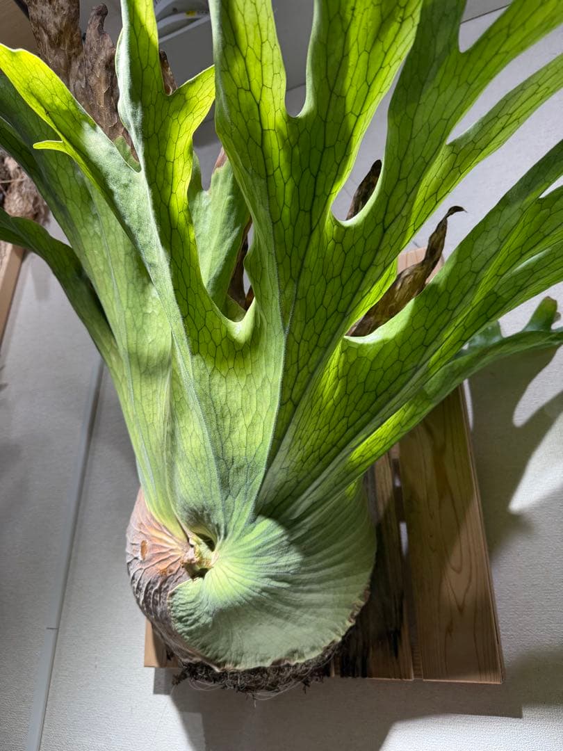 ビカクシダ　ホルタミー　特大株