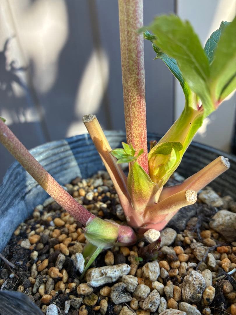 クリスマスローズ　DDクリームベイン赤蕊