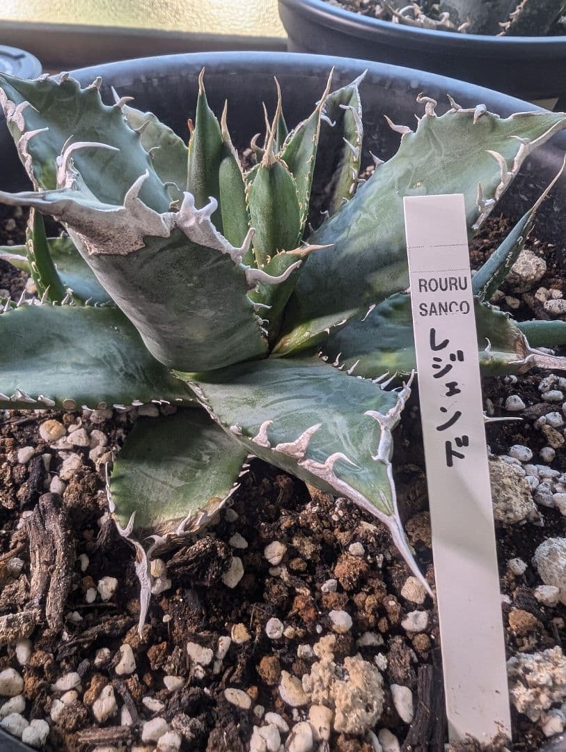 アガベ　チタノタ　「レジェンド」（未発根）