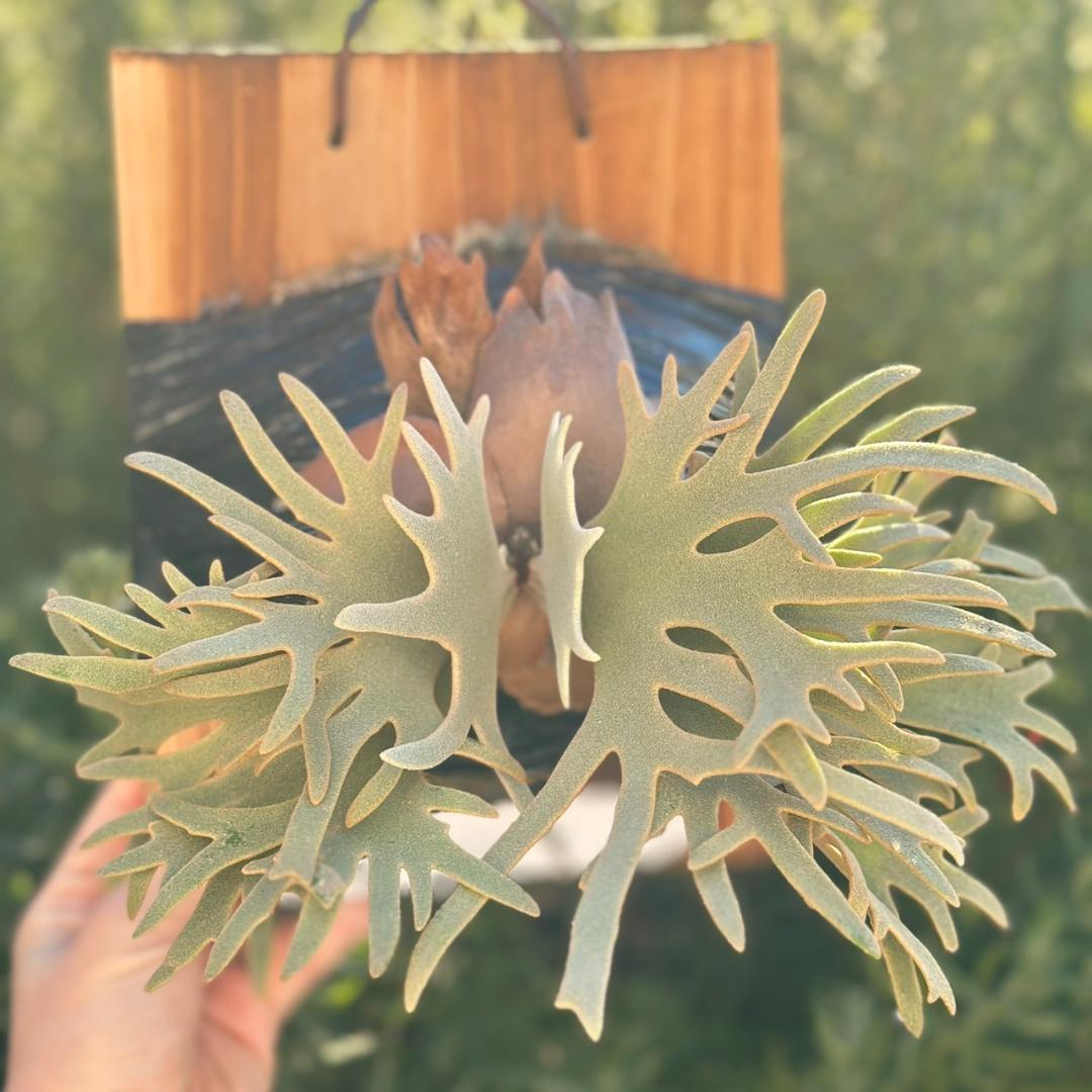 Yellow moon dwarf ’totoro’ sporeling 001