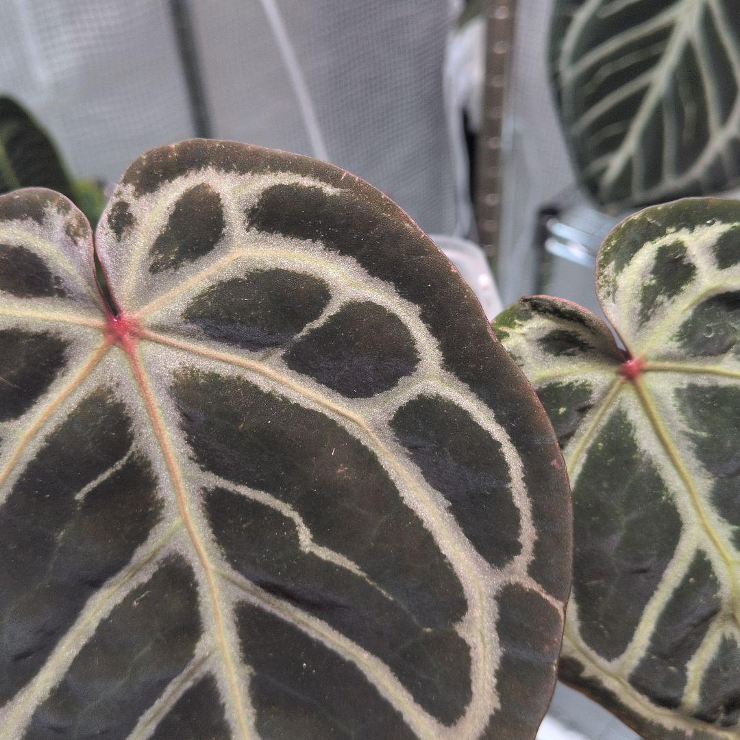 アンスリウム　KOS x Red crystalinum　Huタグ付き