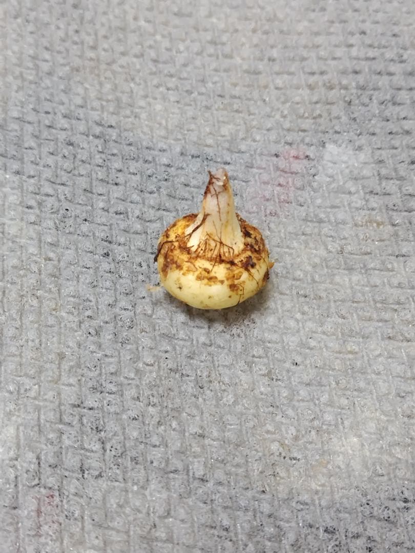 ひろ　セッピコテンナンショウ 開花見込み球根　×１