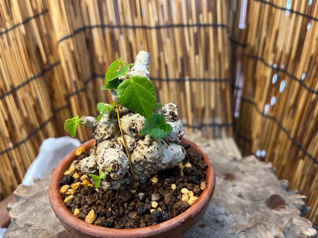 ✨✨✨オキナワイボオオハマボウ【◎良品素材】検/ハート葉♪happyセール♪