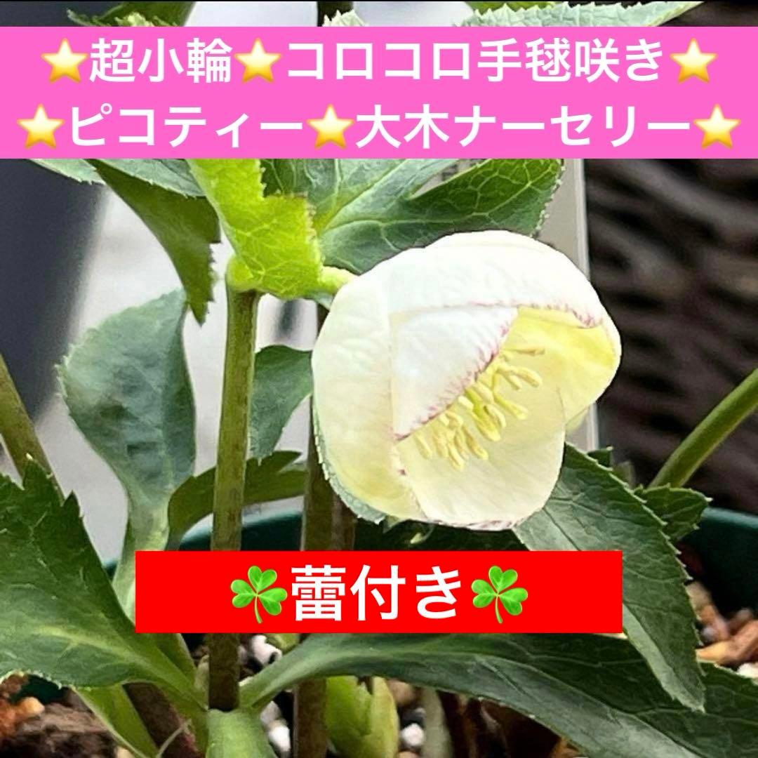 プ*ン様 3405☘️蕾付き☘️⭐️超小輪⭐️コロコロ手毬咲き⭐️ピコティー⭐️