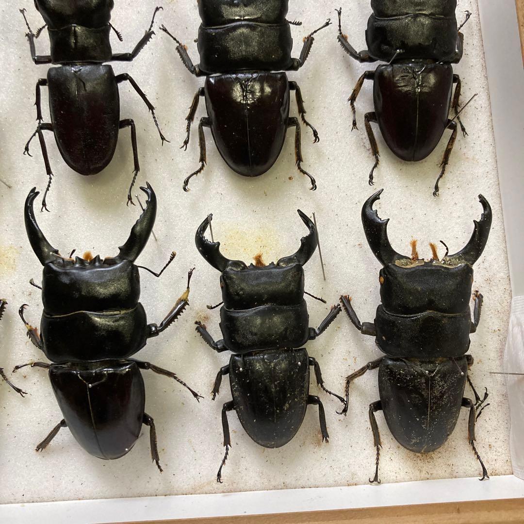 750mmオーバー1000mm世界のクワガタオオクワガタヒラタクワガタなど21頭