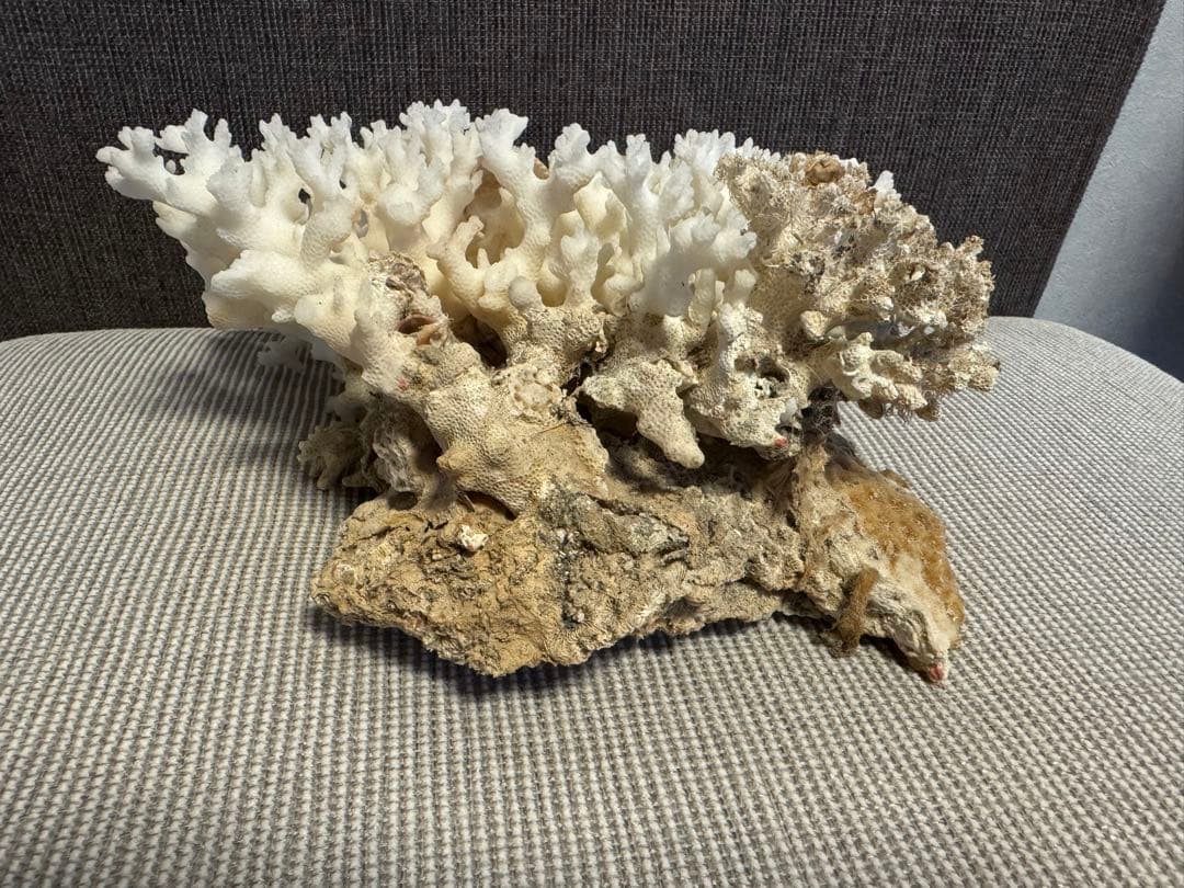 ホワイトサンゴの置物 約30cm