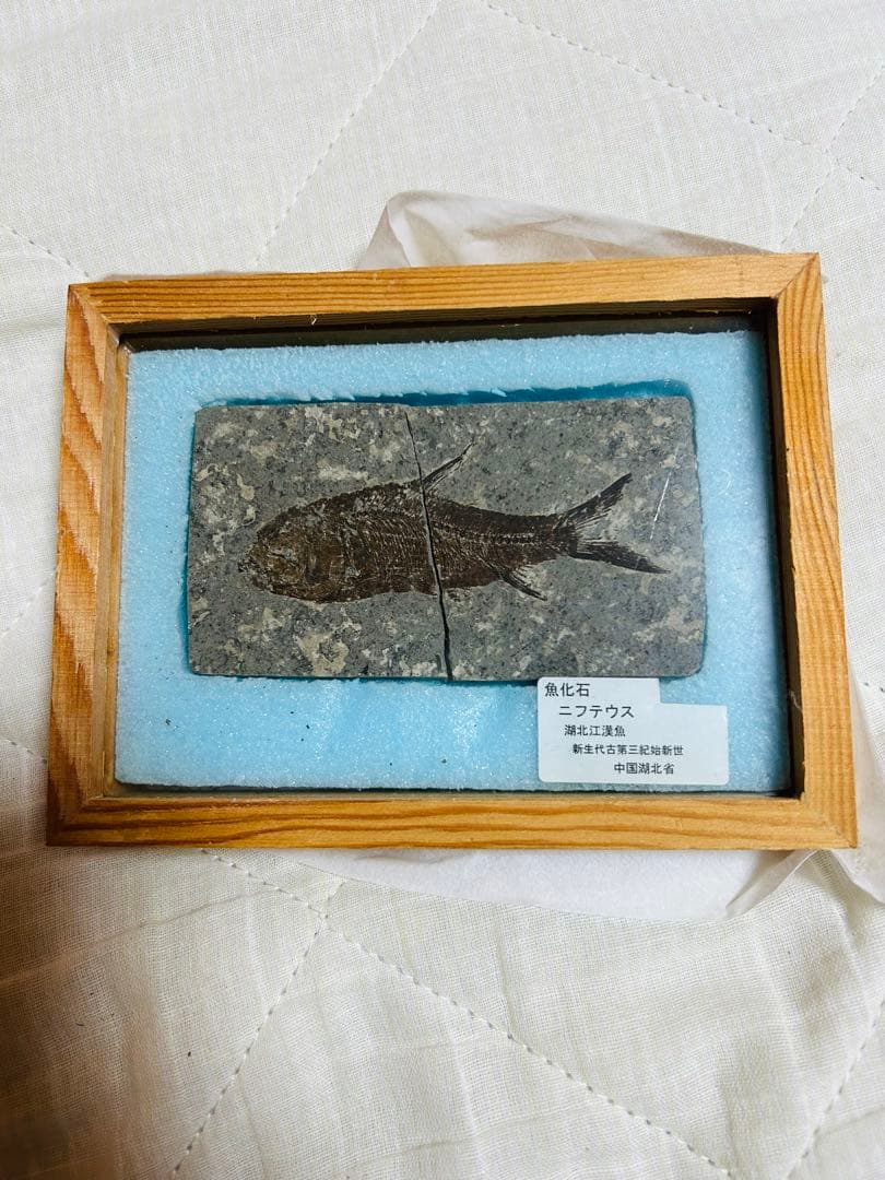 魚化石 ニフテウス