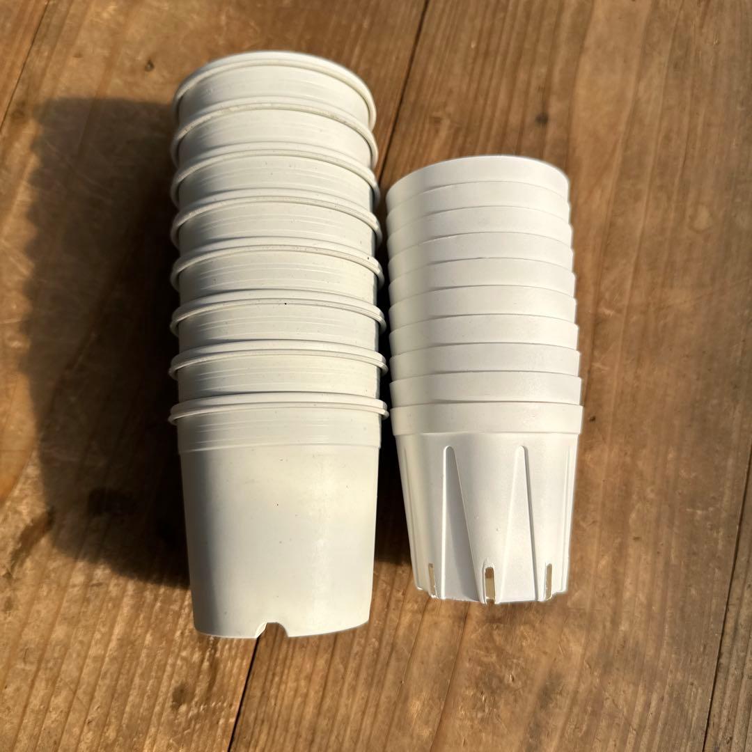 アサ様ご確認用　エケベリア可愛い子ちゃん♡