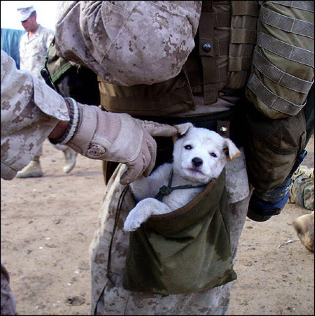 実物　CSM Tactical Gear ダンプポーチ　RG 海兵隊　陸自