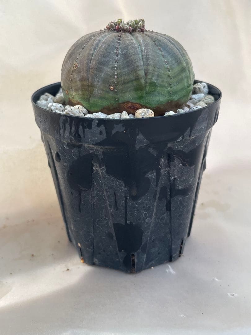 ズ*イ様 ユーフォルビア5点セット 育てやすい大きさ、種類