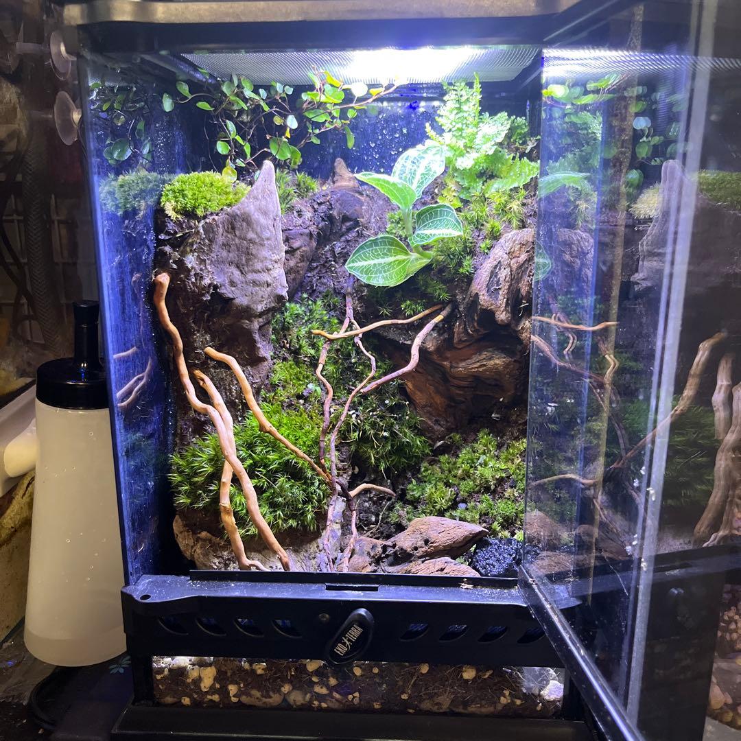 パルダリウム　現品　グラステラリウムナノ新品