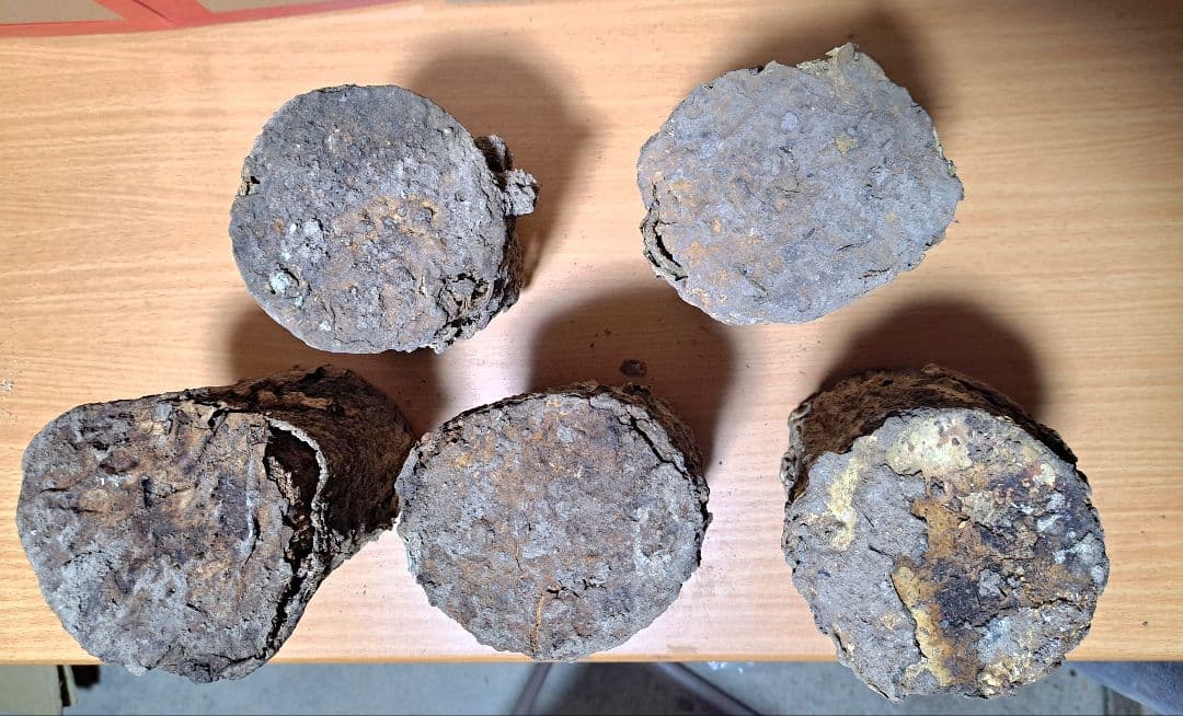 １０本！ Ｌ×５本 Ｍ×５本 クヌギ 土埋め レイシ 霊芝 産卵材 柔らか仕上げ