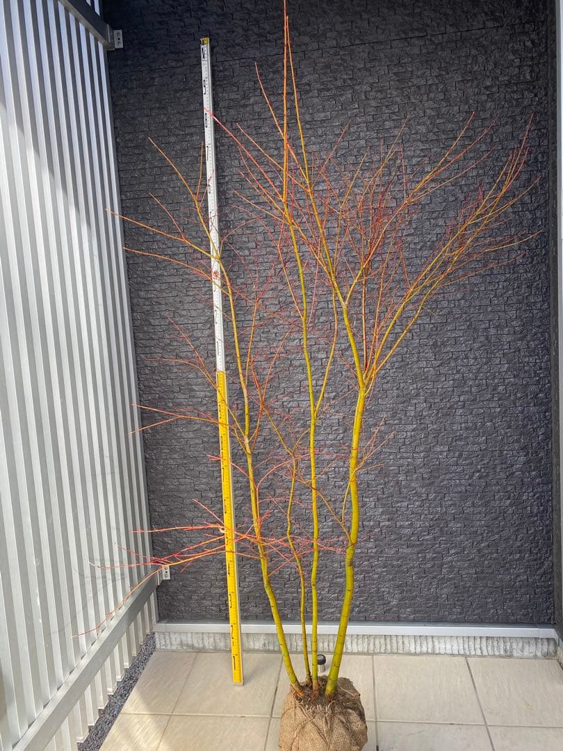 イロハモミジ　株立ち　H1.5m