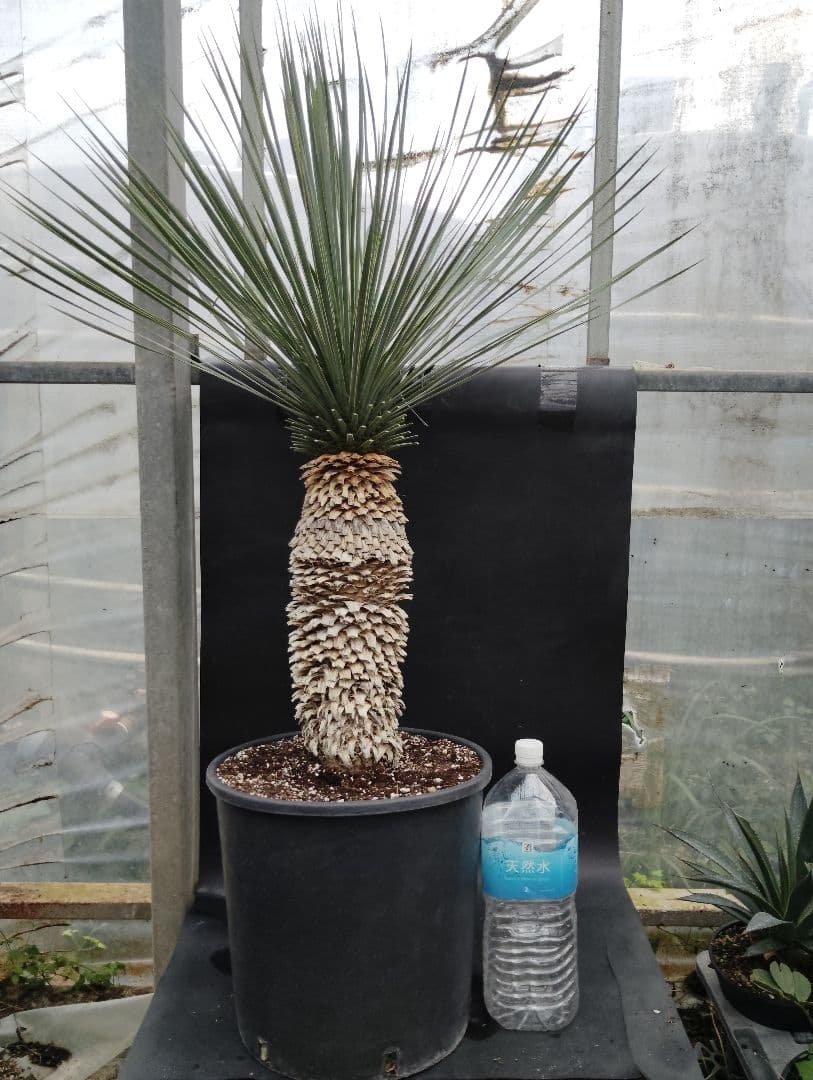 ユッカ　ロストラータ　ブルーベルベット　大株　幹立ち